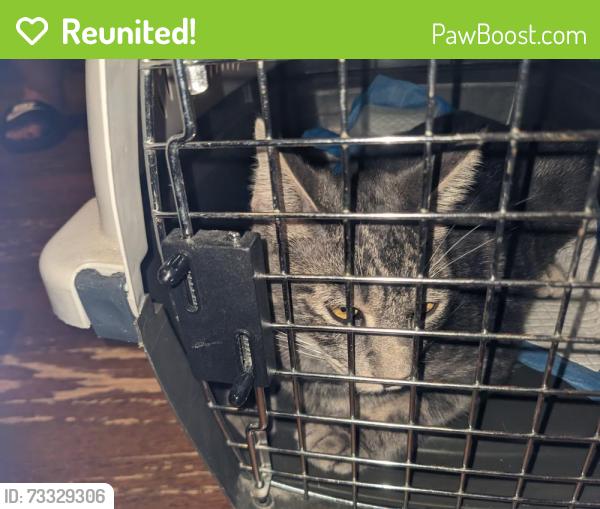 Reunited Unknown Cat last seen Trail of the Flowers Georgetown, TX 78633, Georgetown, TX 78633