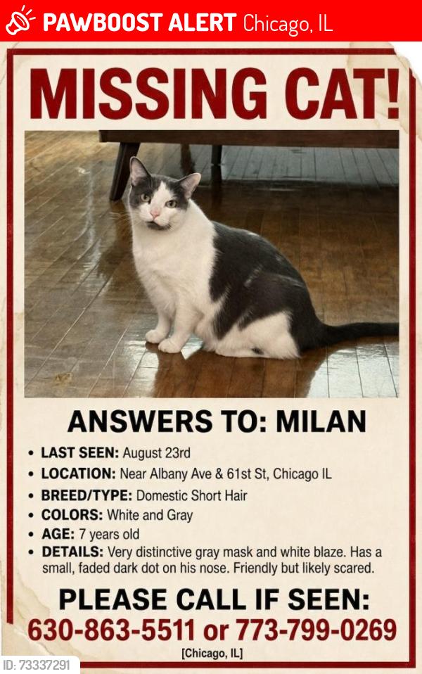Lost Male Cat last seen Albany and 61st, Chicago, IL 60629