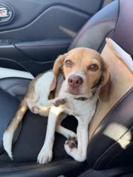 Found/Stray Female Dog last seen 71st Riverside/QTrip, Tulsa, OK 74103