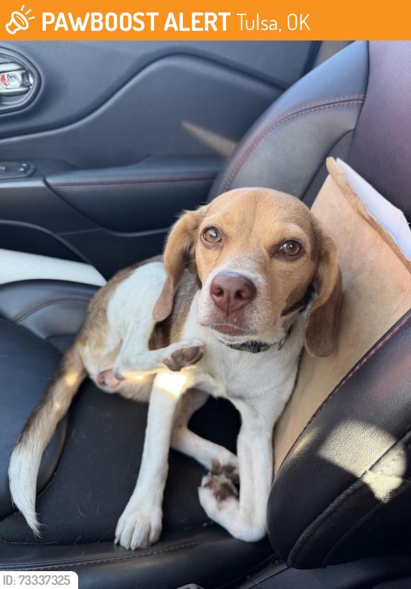 Found/Stray Female Dog last seen 71st Riverside/QTrip, Tulsa, OK 74103