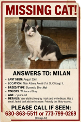 Lost Male Cat last seen Albany and 61st, Chicago, IL 60629