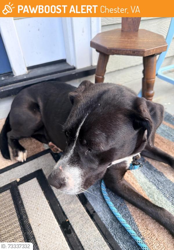 Found/Stray Female Dog last seen Greenbriar and Treely, Chester, VA 23831