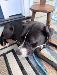 Found/Stray Female Dog last seen Greenbriar and Treely, Chester, VA 23831