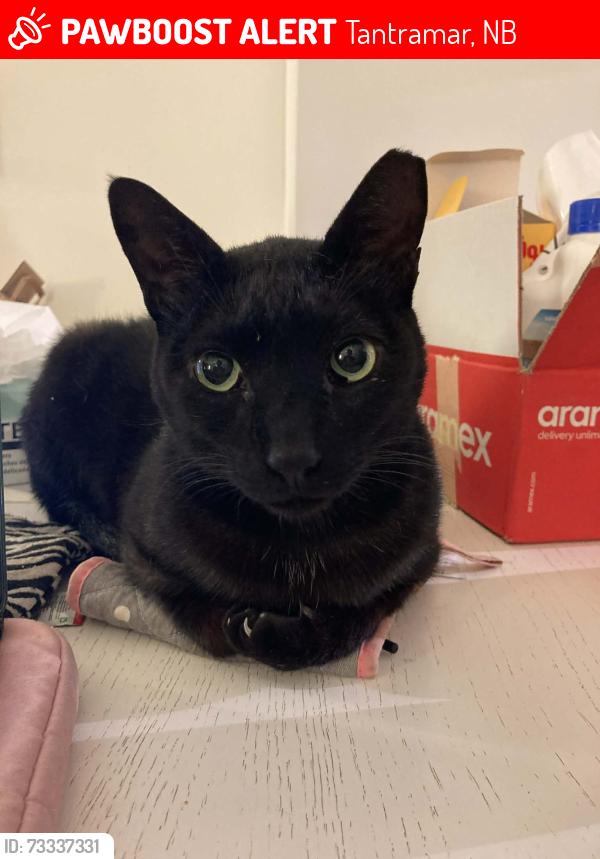 Lost Male Cat last seen Wood point route 935, Tantramar, NB 