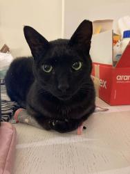 Lost Male Cat last seen Wood point route 935, Tantramar, NB 