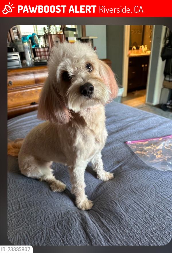 Lost Female Dog last seen La Sierra Ave and Cochran Street, Riverside, CA 92505
