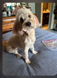 Lost Female Dog last seen La Sierra Ave and Cochran Street, Riverside, CA 92505
