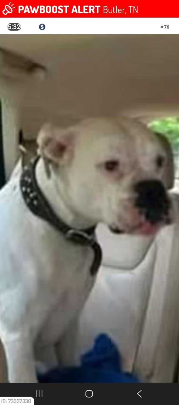Lost Male Dog last seen Hwy 321 and Dave rainbolt rd, Butler, TN 37640