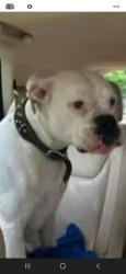 Lost Male Dog last seen Hwy 321 and Dave rainbolt rd, Butler, TN 37640
