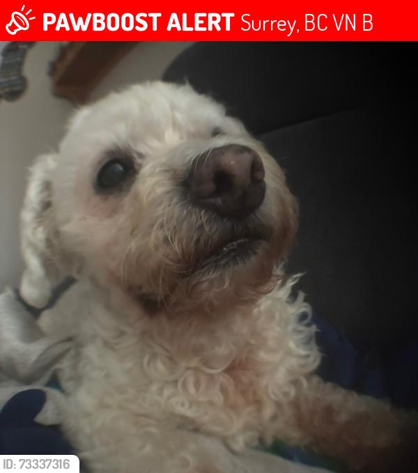 Lost Female Dog last seen Near 157A Street Surrey, Surrey, BC V4N 3B6