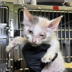 Shelter Stray Unknown Cat last seen , 4575 E Mesquite Ave, Palm Springs, CA 92264, USA