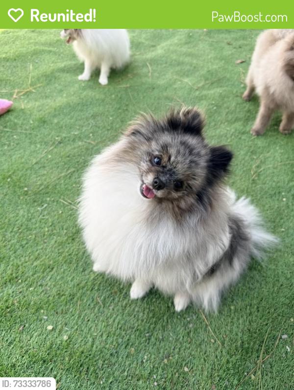 Reunited Male Dog last seen Gilmerton rd Chesapeake Va 23323, Chesapeake, VA 23323