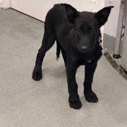 Shelter Stray Female Dog last seen , 6621 Westminster Ave, Garden Grove, CA 92844, USA