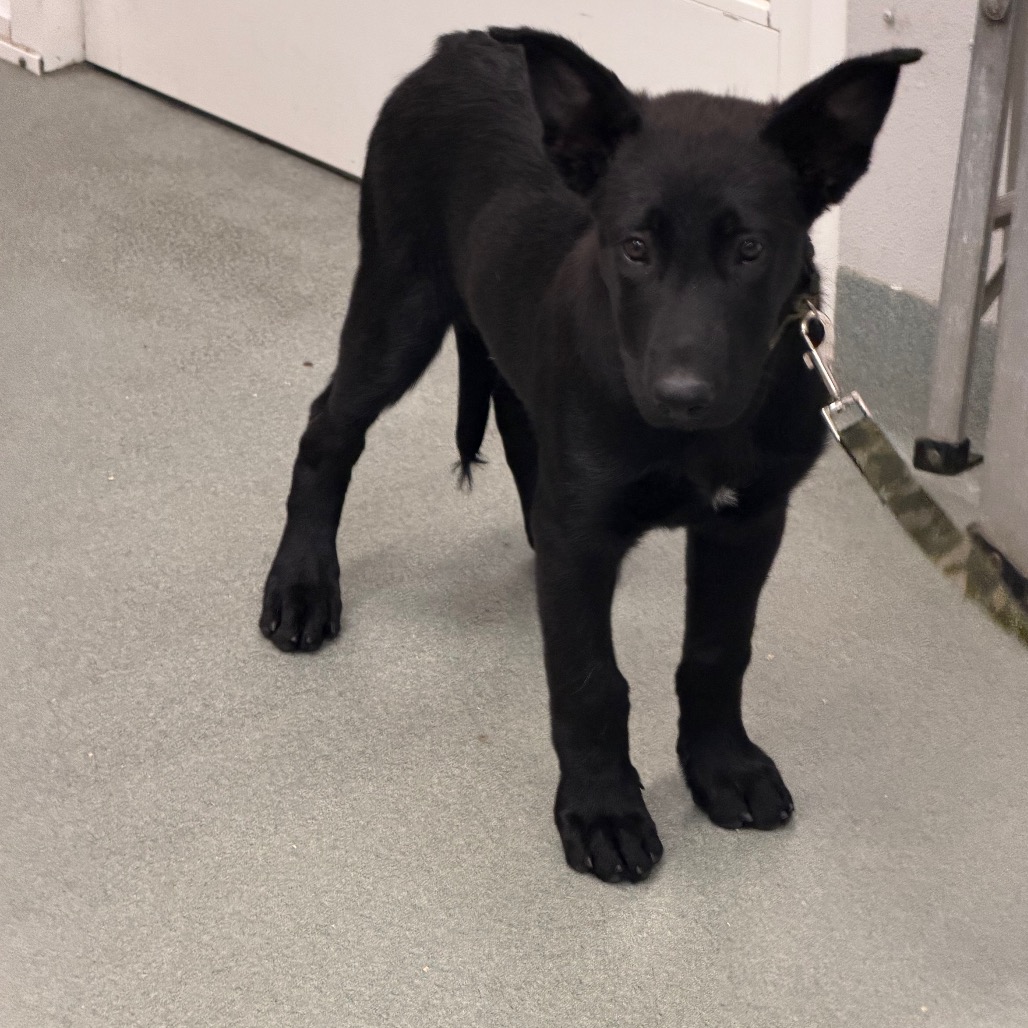 Shelter Stray Female Dog last seen , 6621 Westminster Ave, Garden Grove, CA 92844, USA