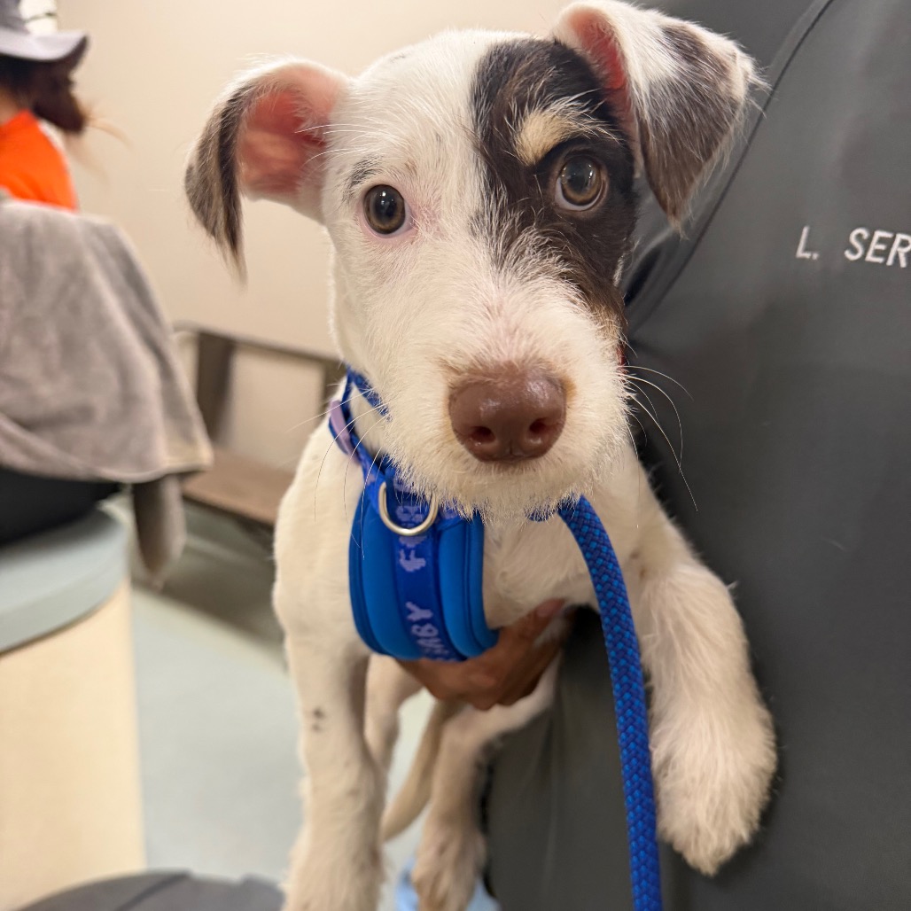 Shelter Stray Male Dog last seen , 6621 Westminster Ave, Garden Grove, CA 92844, USA