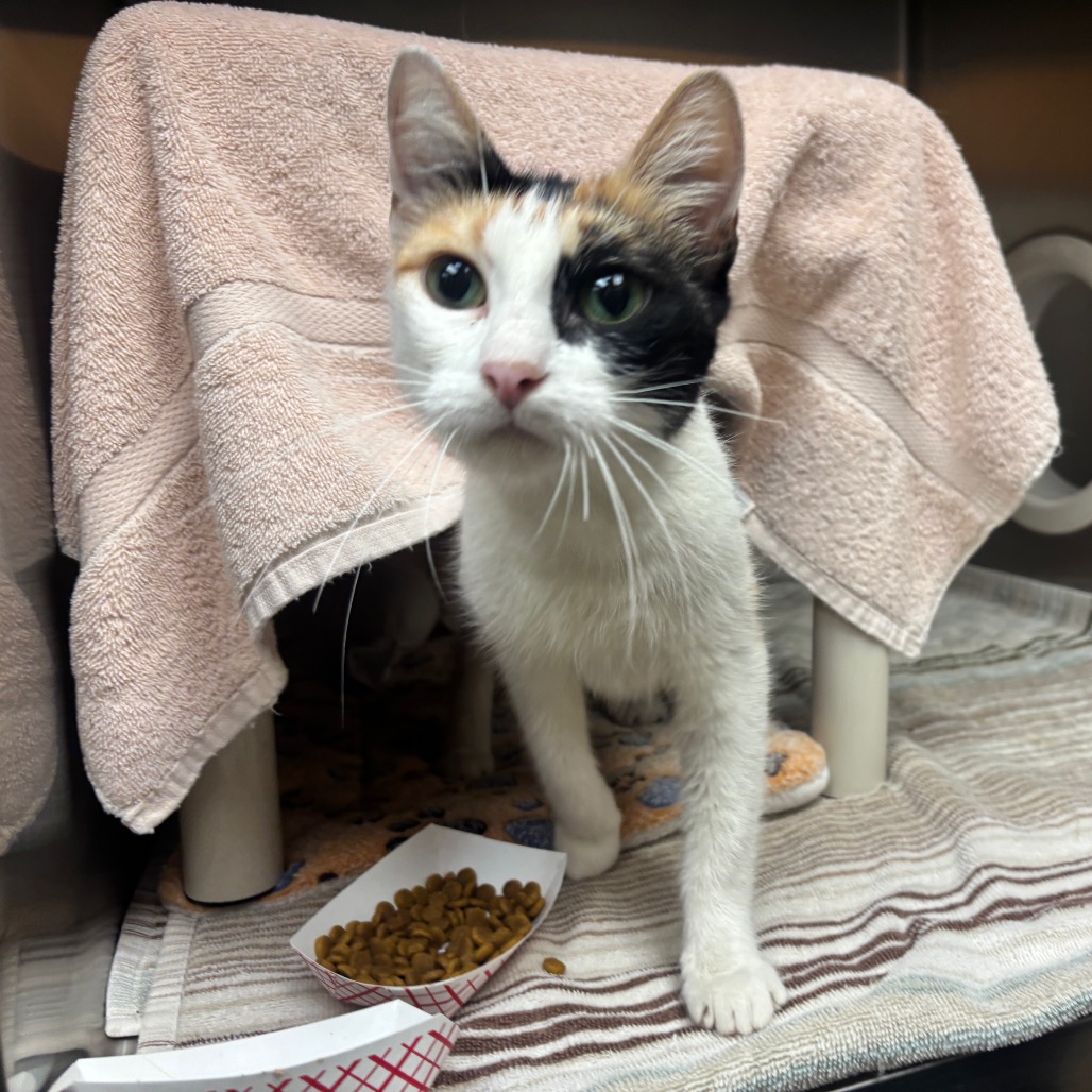 Shelter Stray Female Cat last seen , 361 S Raymond Ave, Pasadena, CA 91105, USA