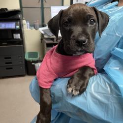Shelter Stray Female Dog last seen , 361 S Raymond Ave, Pasadena, CA 91105, USA