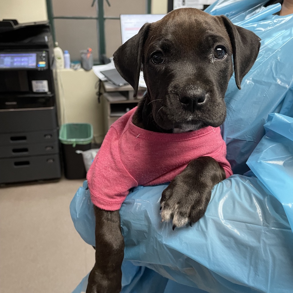 Shelter Stray Female Dog last seen , 361 S Raymond Ave, Pasadena, CA 91105, USA