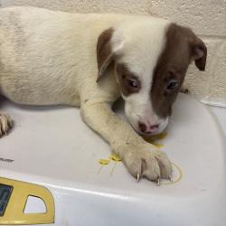 Shelter Stray Unknown Dog last seen , 2350 Appling City Cove, Memphis, TN 38133, USA