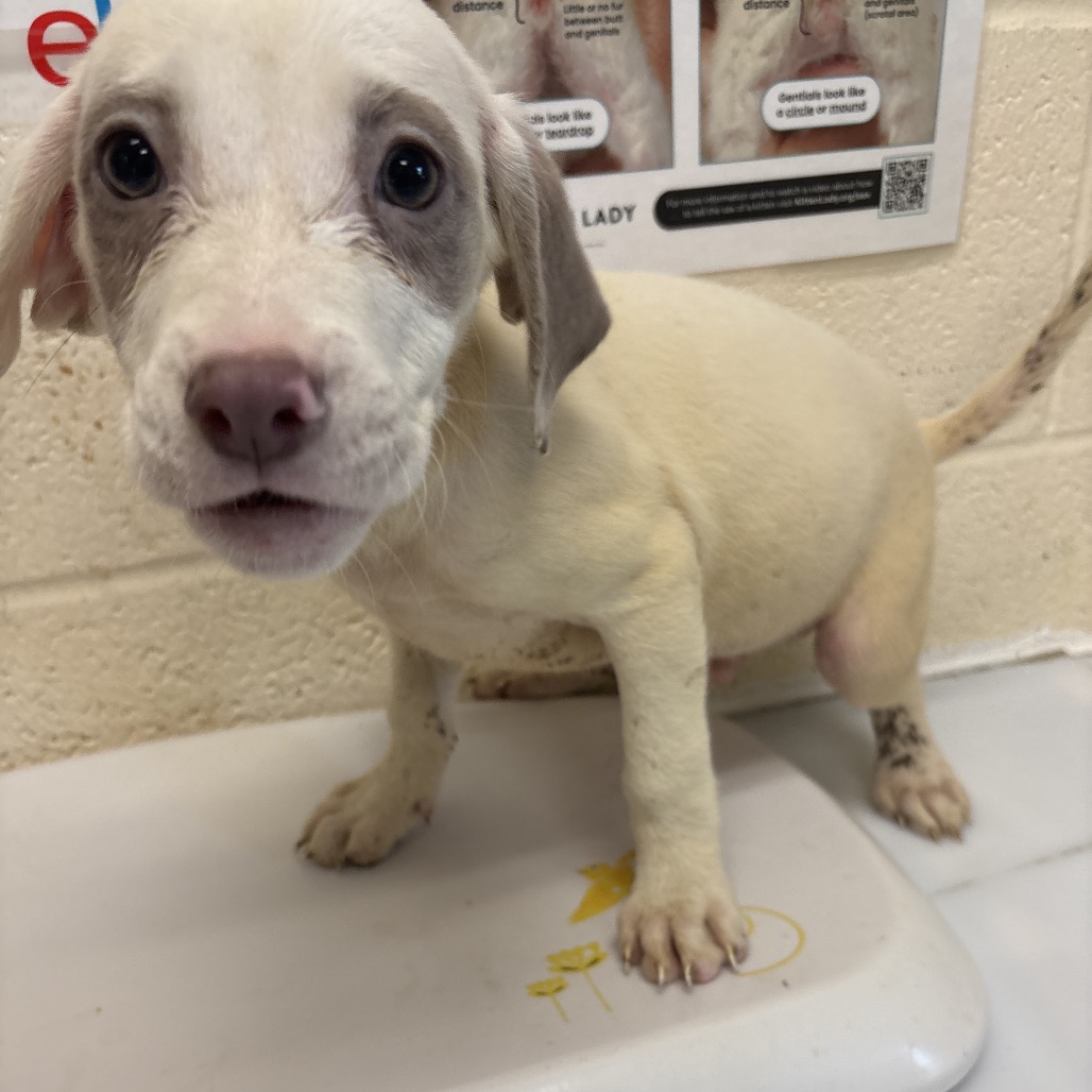 Shelter Stray Male Dog last seen , 2350 Appling City Cove, Memphis, TN 38133, USA