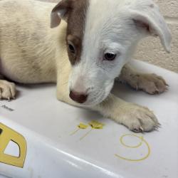Shelter Stray Male Dog last seen , 2350 Appling City Cove, Memphis, TN 38133, USA