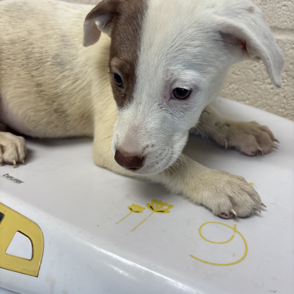 Shelter Stray Male Dog last seen , 2350 Appling City Cove, Memphis, TN 38133, USA