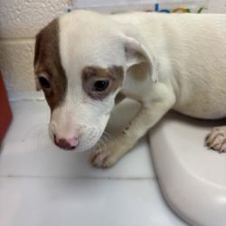 Shelter Stray Female Dog last seen , 2350 Appling City Cove, Memphis, TN 38133, USA