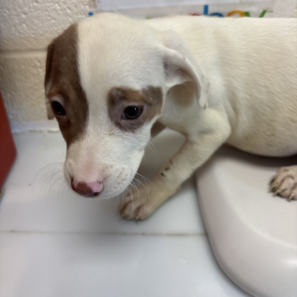 Shelter Stray Female Dog last seen , 2350 Appling City Cove, Memphis, TN 38133, USA