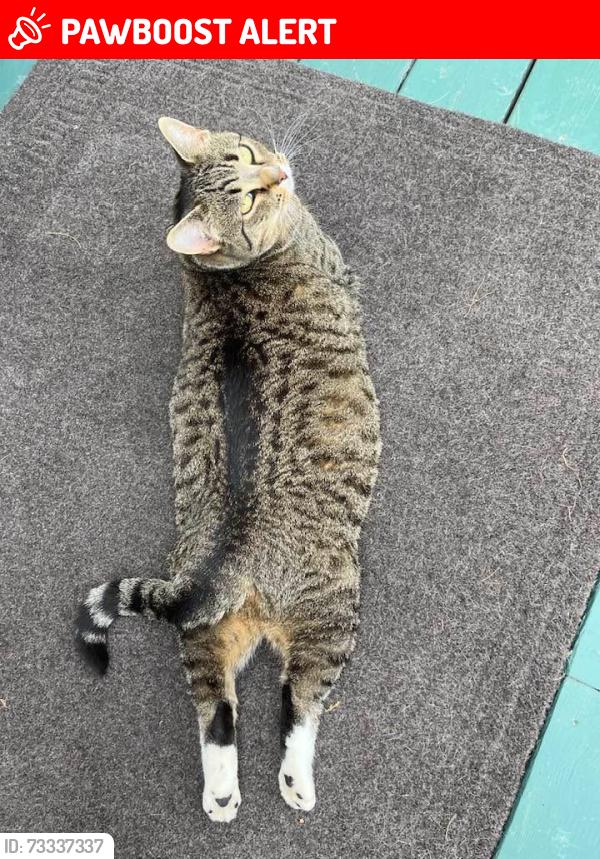 Lost Female Cat last seen Wood point route 935, Wood Point, NB E4L 2K7