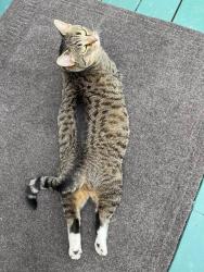 Lost Female Cat last seen Wood point route 935, Wood Point, NB E4L 2K7