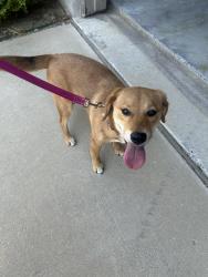 Reunited Female Dog last seen Sierra trail and Coronado. Cross oak ranch, Cross Oak Ranch, TX 76227