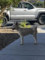 Found/Stray Male Dog last seen Sahar and Sloan, Las Vegas, NV 89142