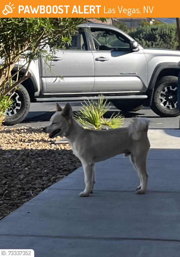 Found/Stray Male Dog last seen Sahar and Sloan, Las Vegas, NV 89142