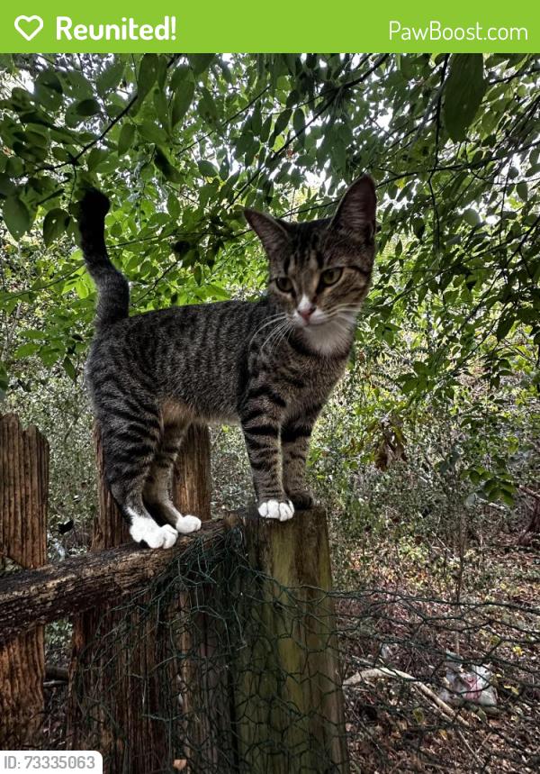 Reunited Female Cat last seen Porter rd and 105 east, Conroe, TX 77301
