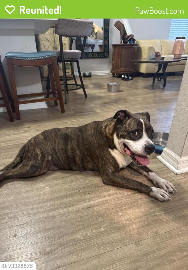 Reunited Male Dog last seen Dillard St. & W. Colonial Dr., Winter Garden, FL 34787