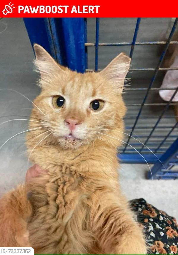 Lost Female Cat last seen Wood point route 935, Wood Point, NB E4L 2K7