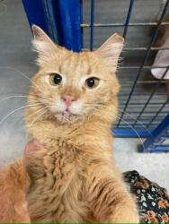 Lost Female Cat last seen Wood point route 935, Wood Point, NB E4L 2K7
