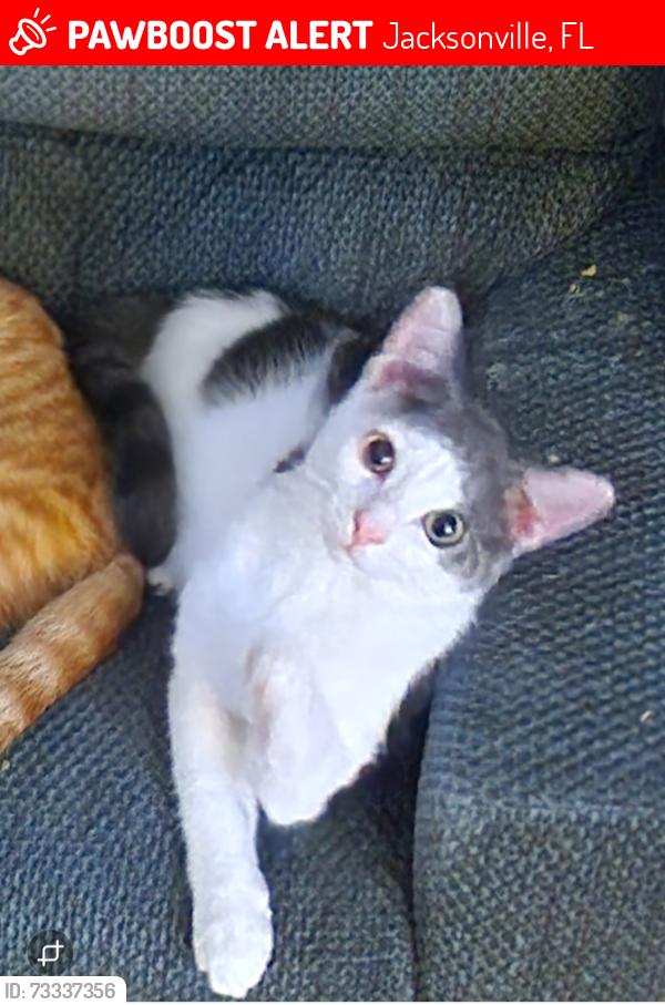 Lost Male Cat last seen Near Beach Blvd, Jacksonville, FL 32246