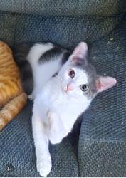 Lost Male Cat last seen Near Beach Blvd, Jacksonville, FL 32246