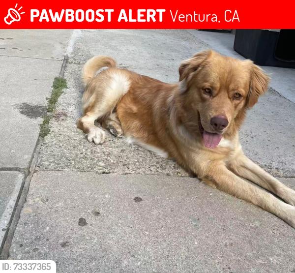 Lost Male Dog last seen S. Saticoy, Ventura, CA 93004