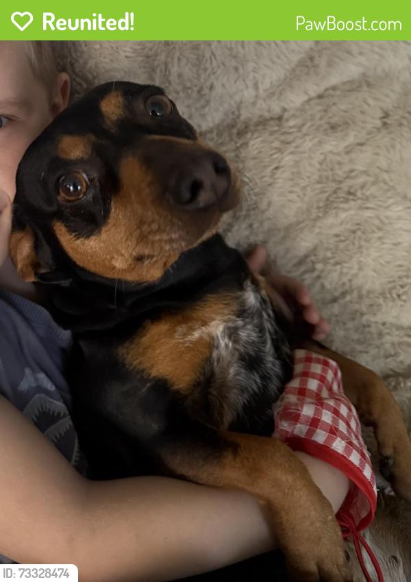 Reunited Female Dog last seen S KIRBY ST x W JOHNSTON AVE, Hemet, CA 92545
