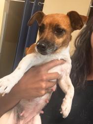 Reunited Female Dog last seen CR 191 Alvin tx, Alvin, TX 77511
