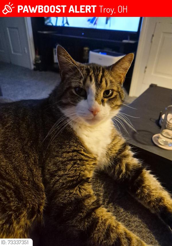 Lost Male Cat last seen Nashville rd and Peter's rd, Troy, OH 45373