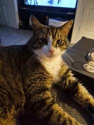 Lost Male Cat last seen Nashville rd and Peter's rd, Troy, OH 45373