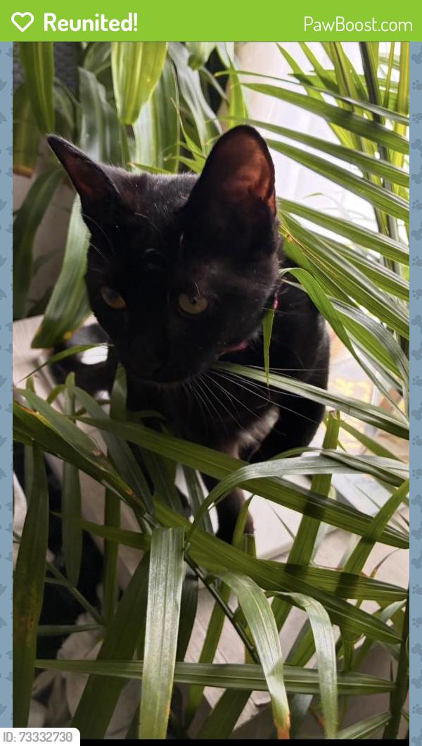 Reunited Female Cat last seen Walnut Street, Forty Fort, Kingston, PA 18704