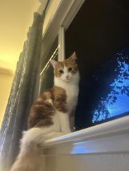 Reunited Male Cat last seen On el dori drive, San Jose, CA 95123
