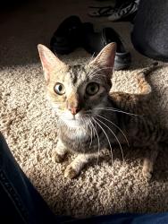 Found/Stray Female Cat last seen Silver star rd/Richfield subdivision, Ocoee, FL 34761
