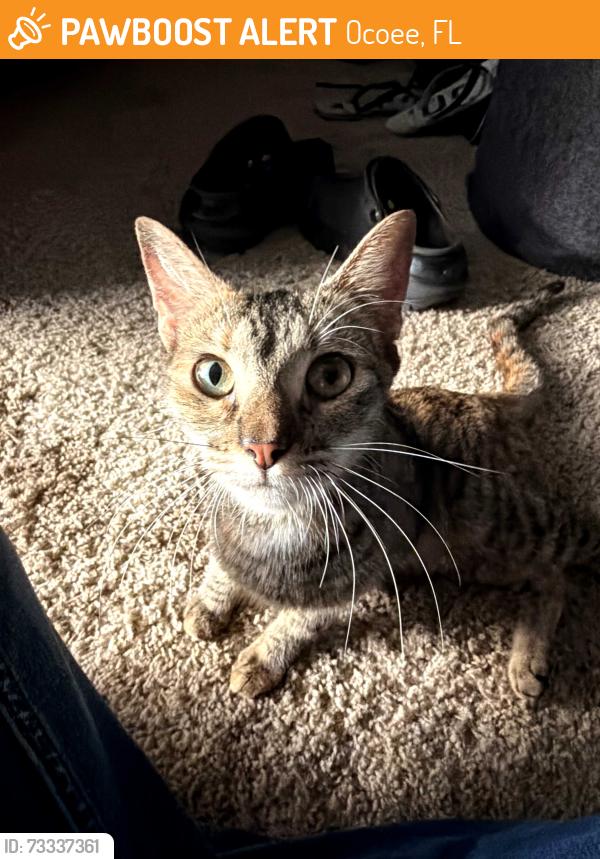 Found/Stray Female Cat last seen Silver star rd/Richfield subdivision, Ocoee, FL 34761