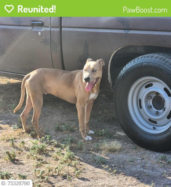 Reunited Male Dog last seen CR 110, Round Rock, TX 78665