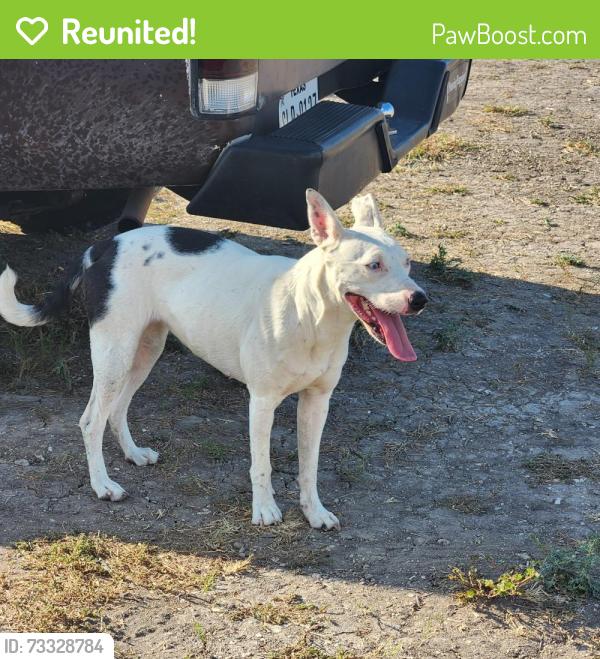 Reunited Female Dog last seen CR 110, Round Rock, TX 78665